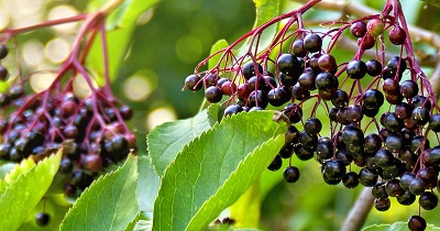 Elderberry Extract의 효과