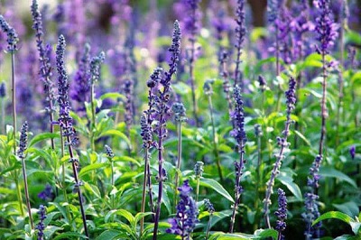 Salvia Miltiorrhiza 추출물의 효과적인 재료와 효과는 무엇입니까?